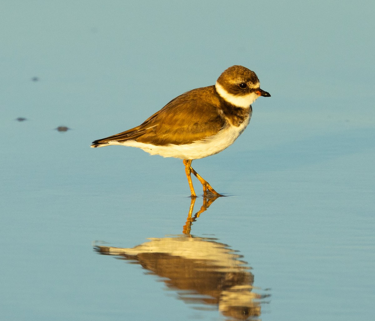 Semipalmated Plover - ML646343384