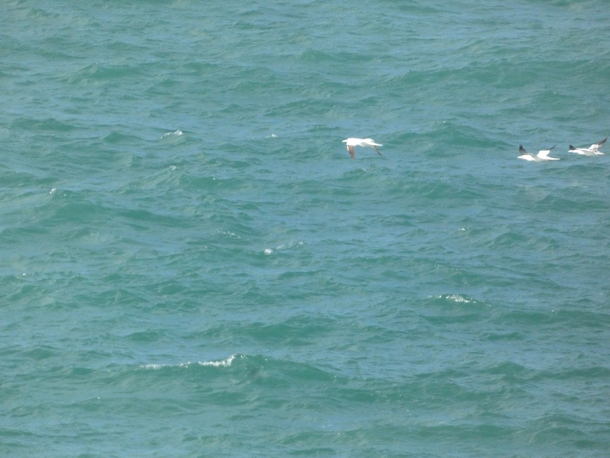 סולה מצויה - ML646343386