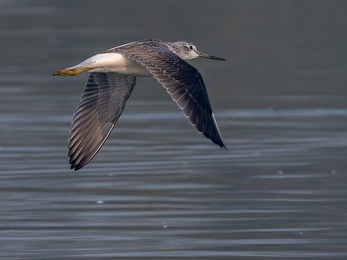 Common Greenshank - ML646343389