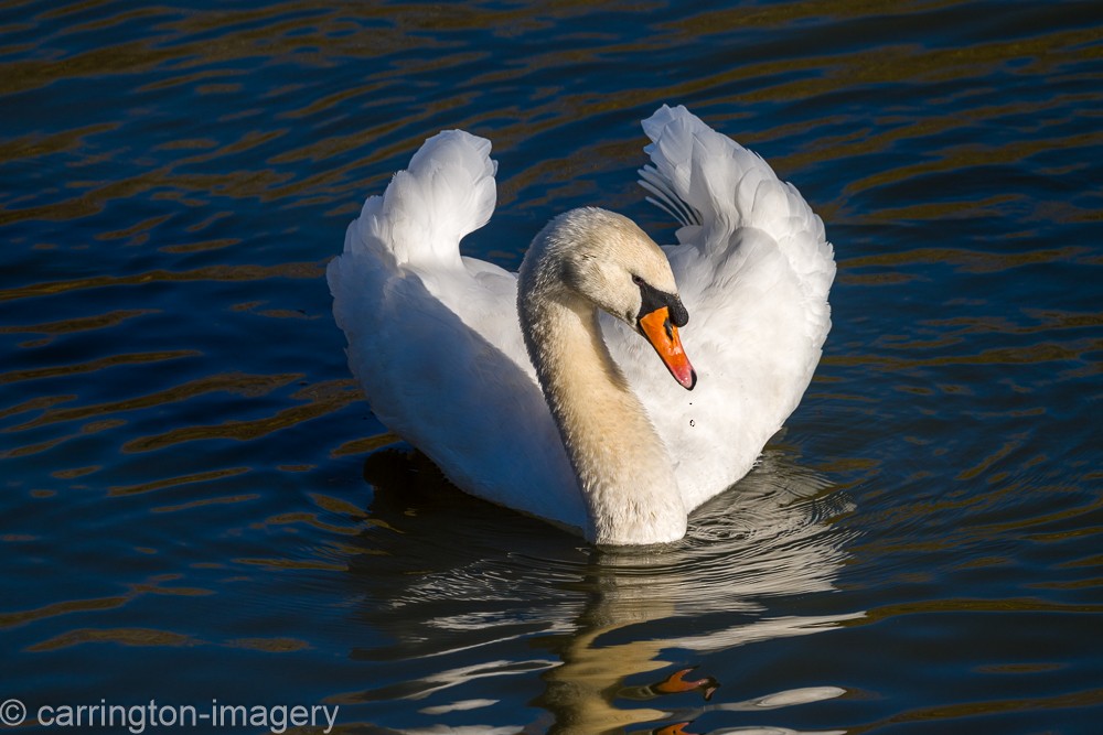 疣鼻天鵝 - ML646343390