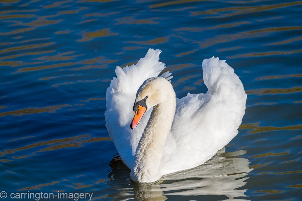 疣鼻天鵝 - ML646343391