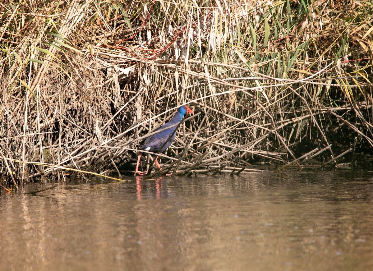 Western Swamphen - ML646343392