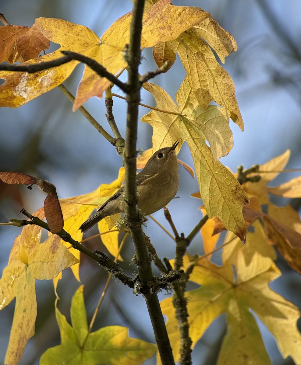 Ruby-crowned Kinglet - ML646343393