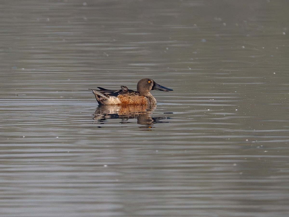 Cuchara Común - ML646343398