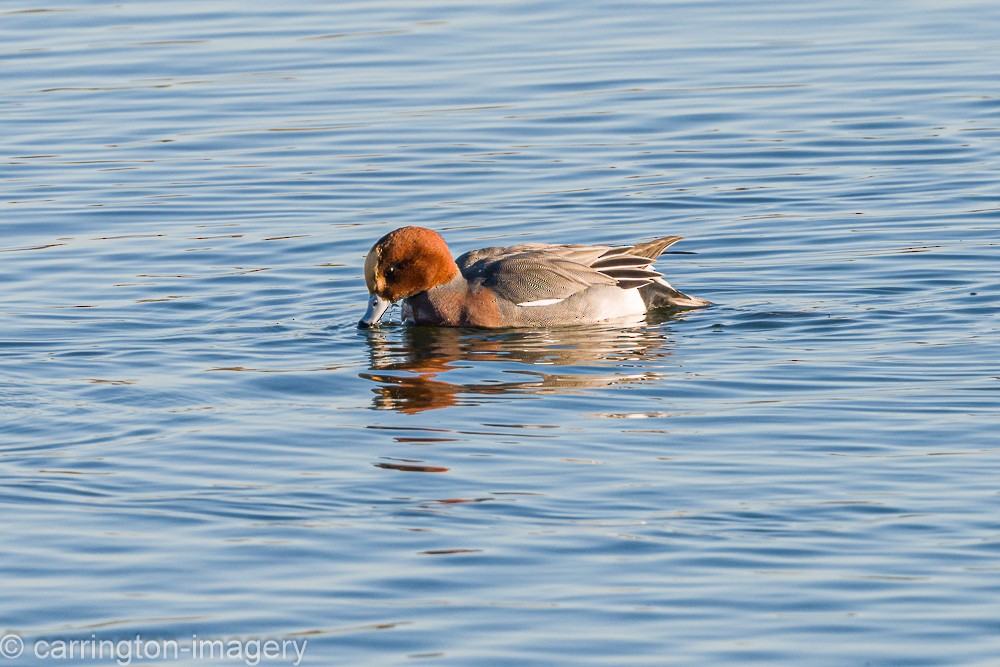 Eurasian Wigeon - ML646343401