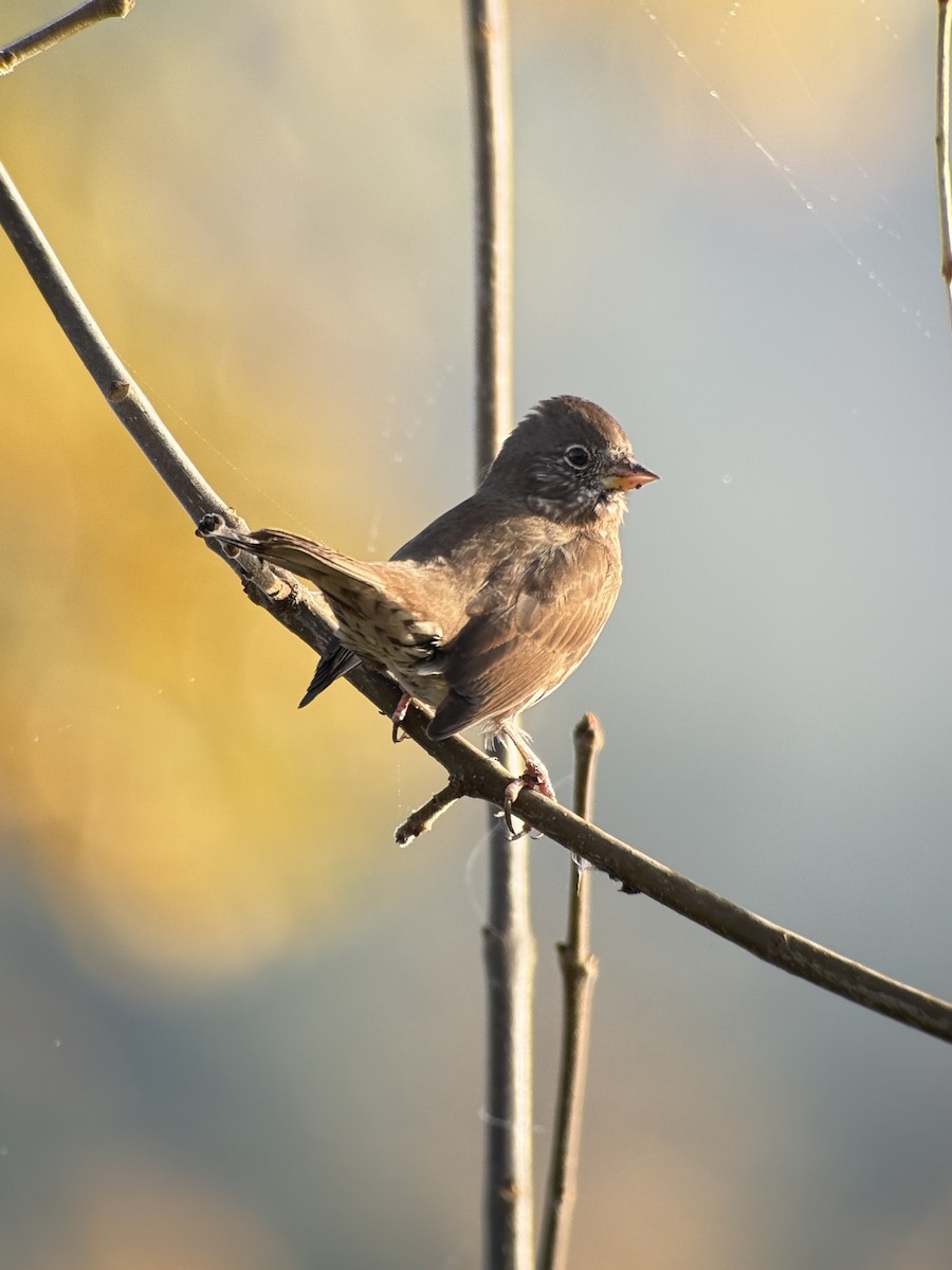 Fox Sparrow - ML646343411