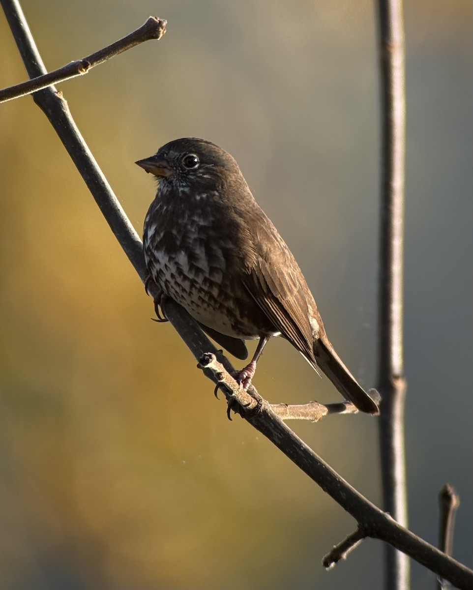 Fox Sparrow - ML646343412