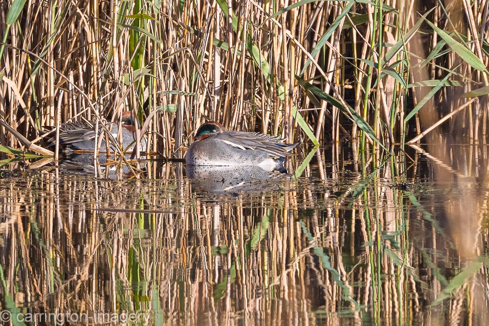 Green-winged Teal - ML646343415