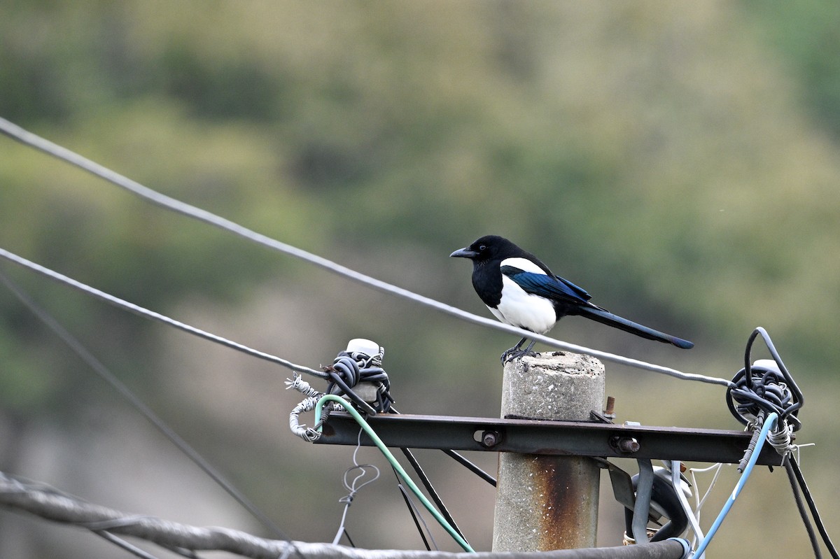 Сорока усурійська - ML646343416