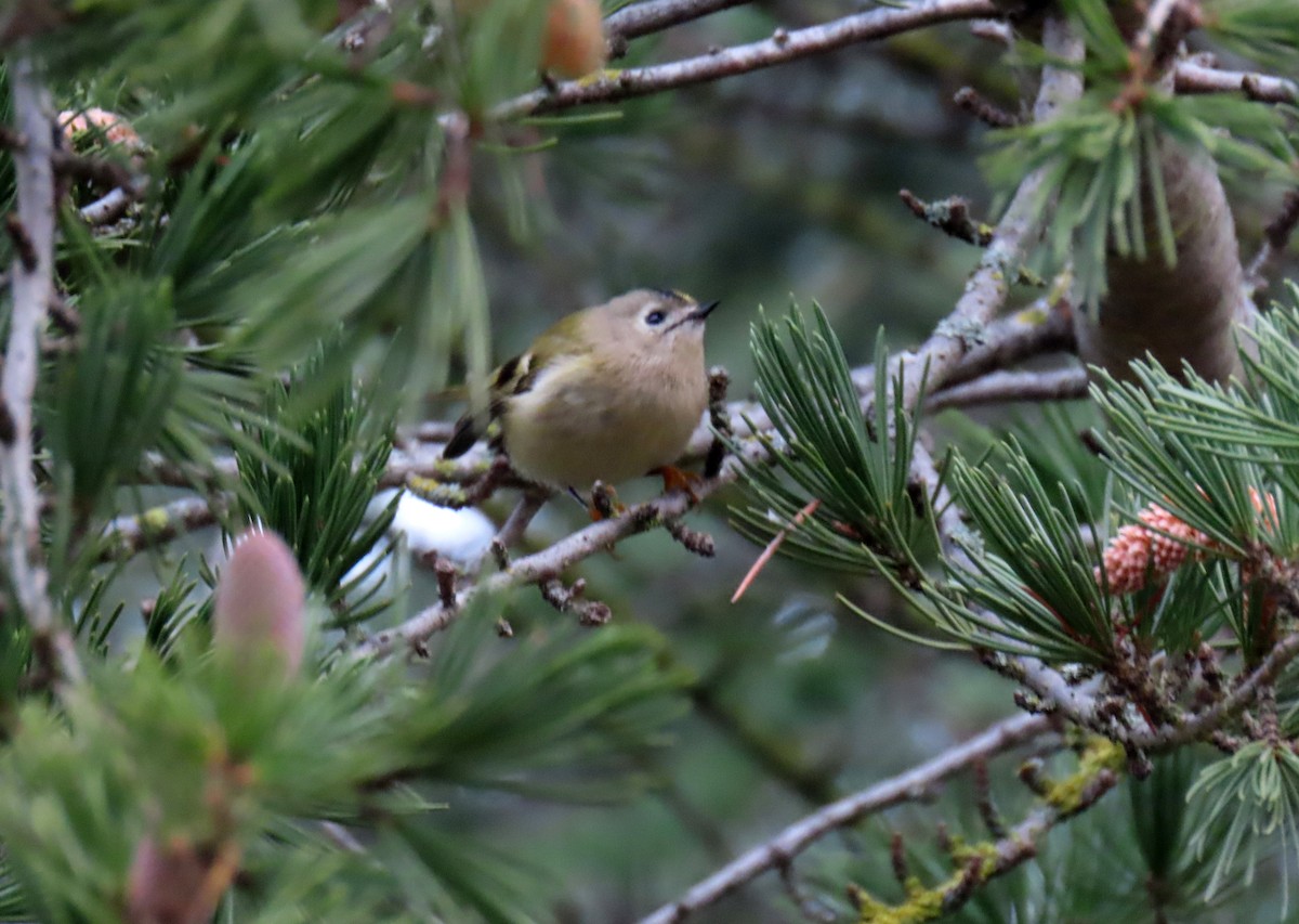 Goldcrest - ML646343417