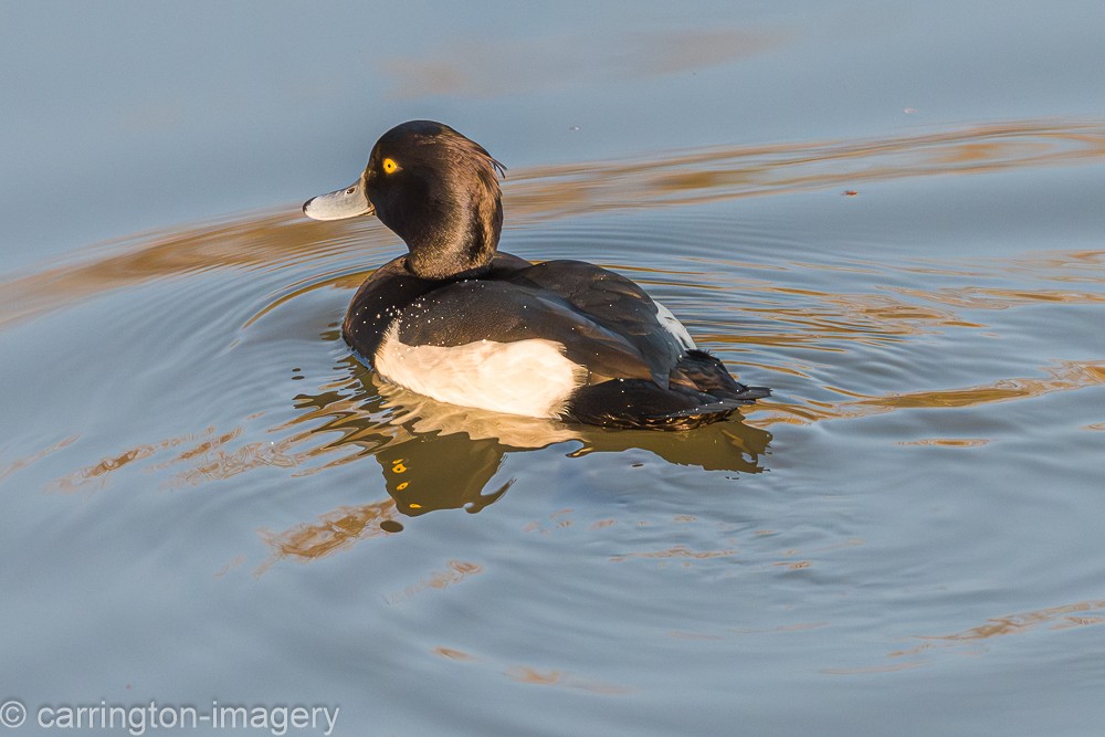 Tufted Duck - ML646343420