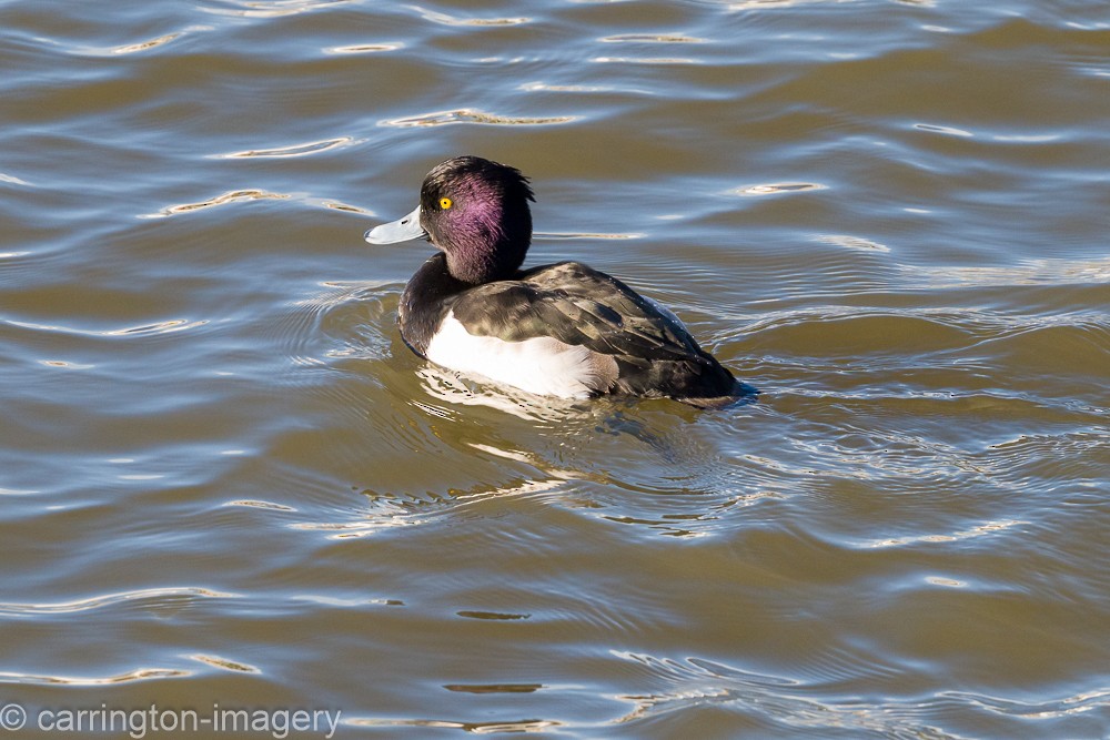 Tufted Duck - ML646343421