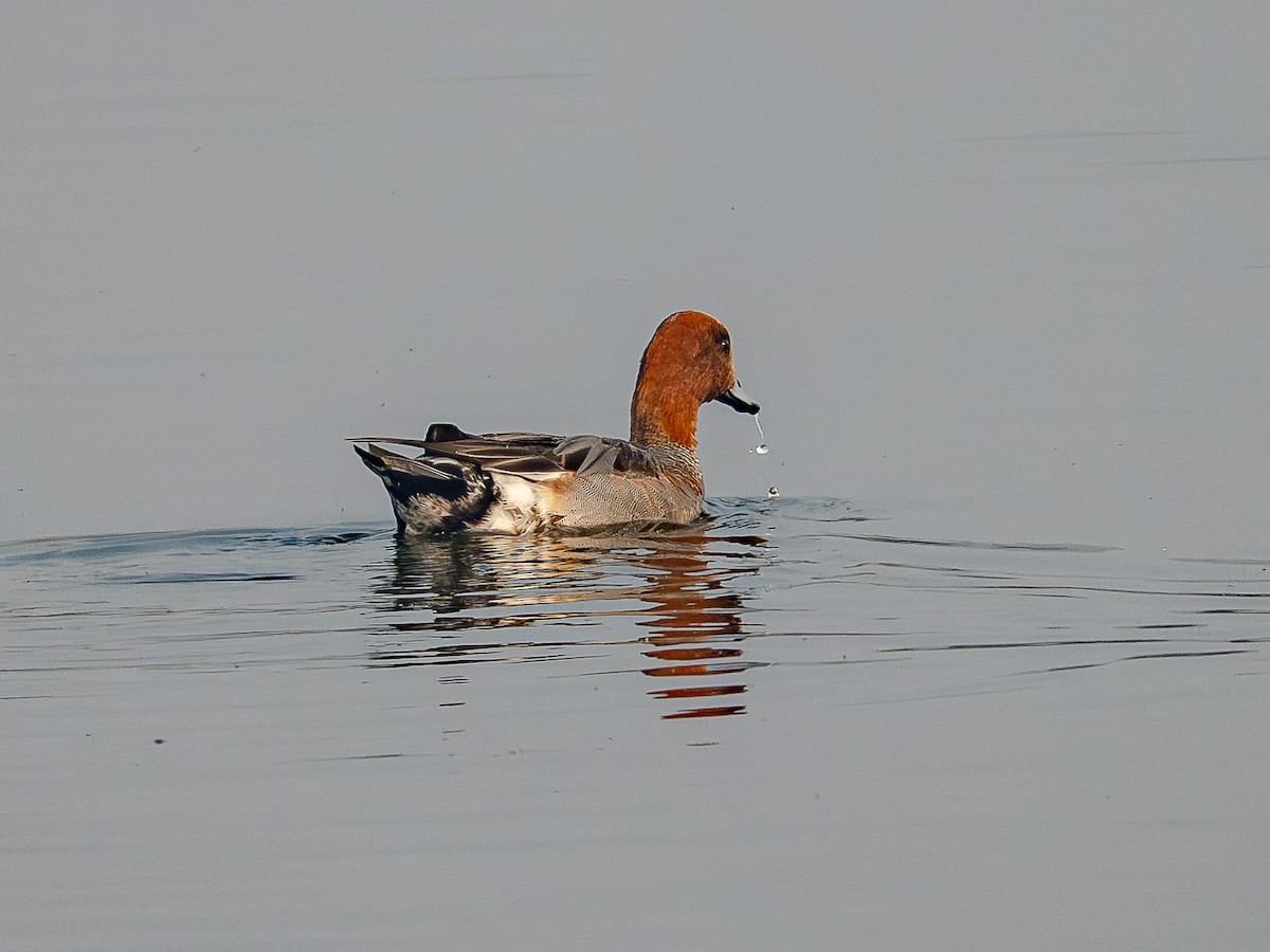 Eurasian Wigeon - ML646343426