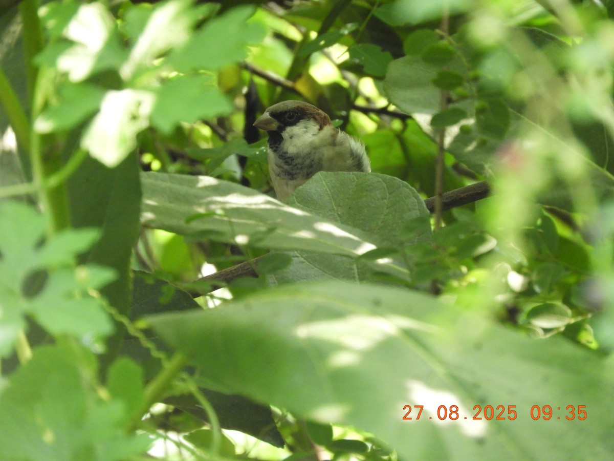 House Sparrow - ML646343427