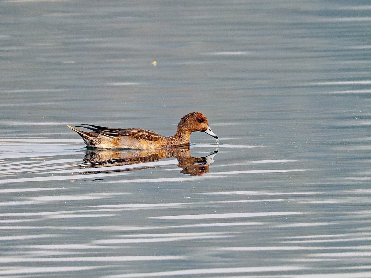 Eurasian Wigeon - ML646343428