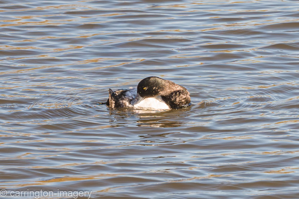 Greater Scaup - ML646343432