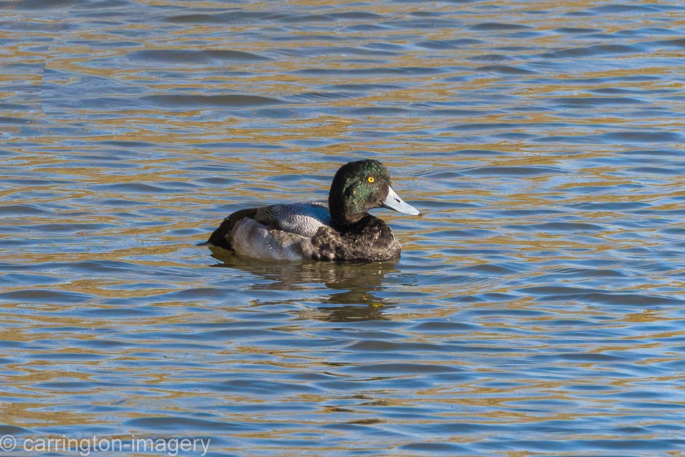 Greater Scaup - ML646343433