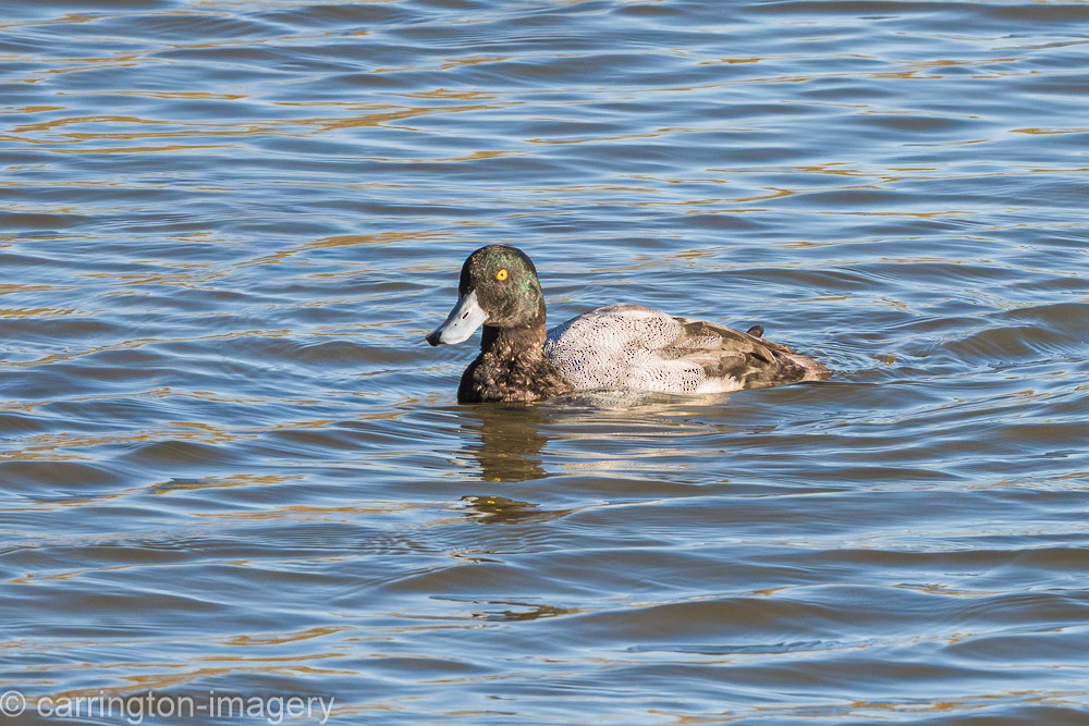 Greater Scaup - ML646343434