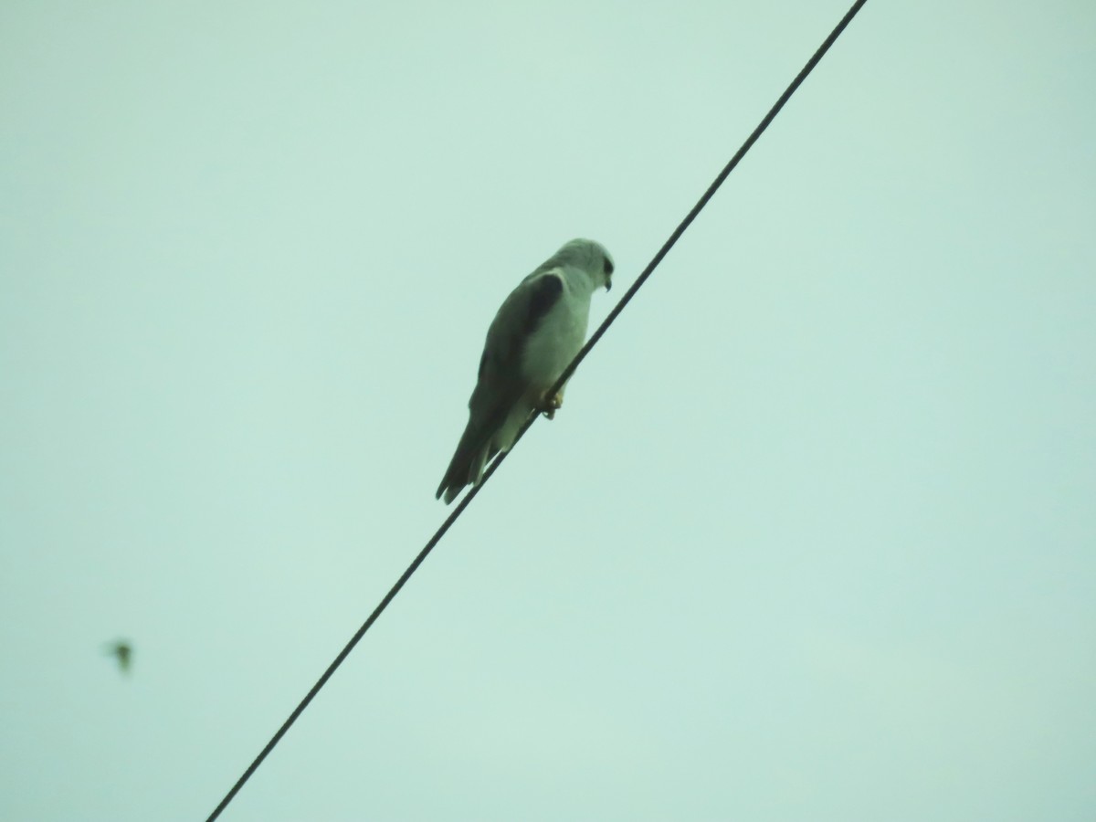Black-winged Kite - ML646343436