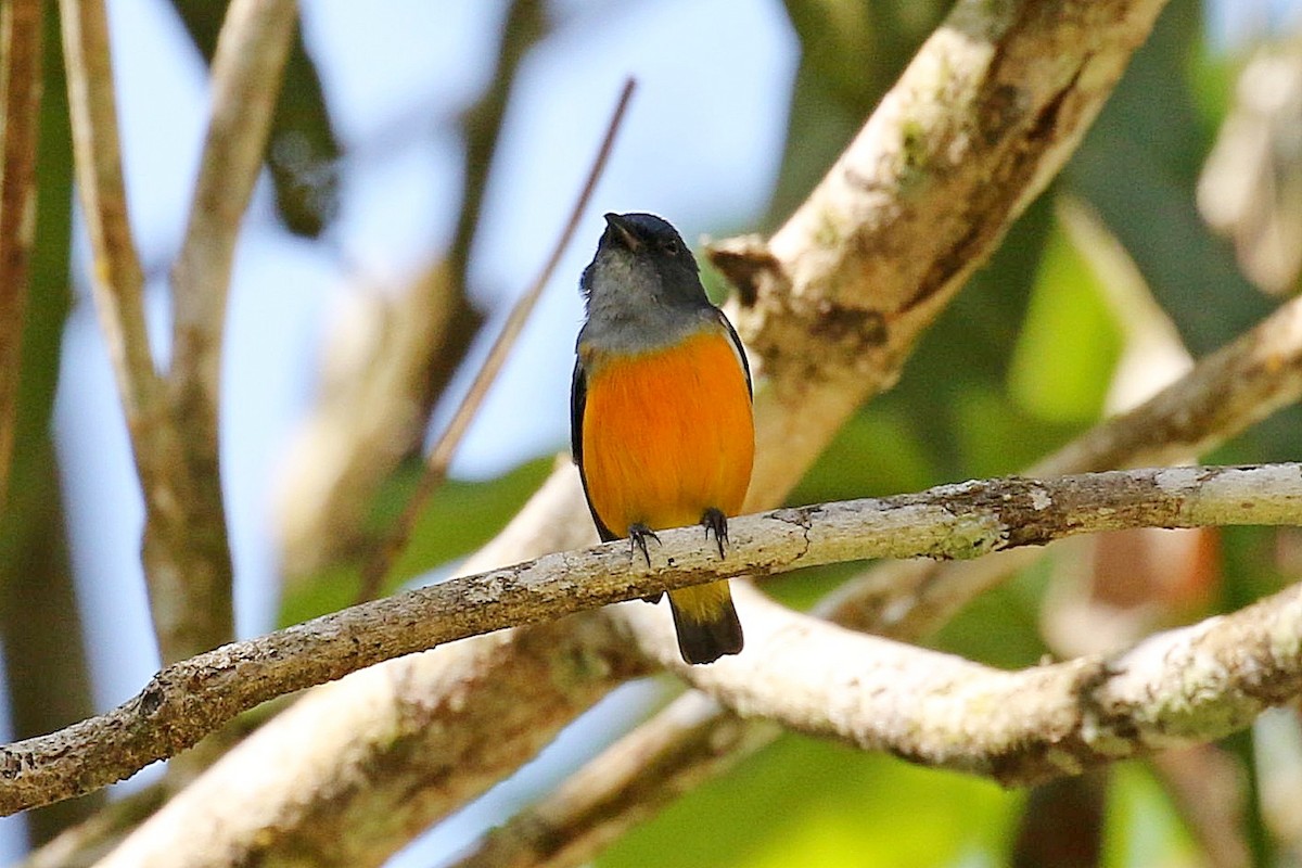 Оранжевобрюхий цветоед - ML646343442