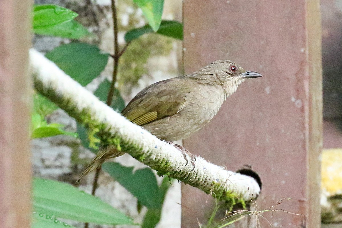 Малайский бюльбюль - ML646343443