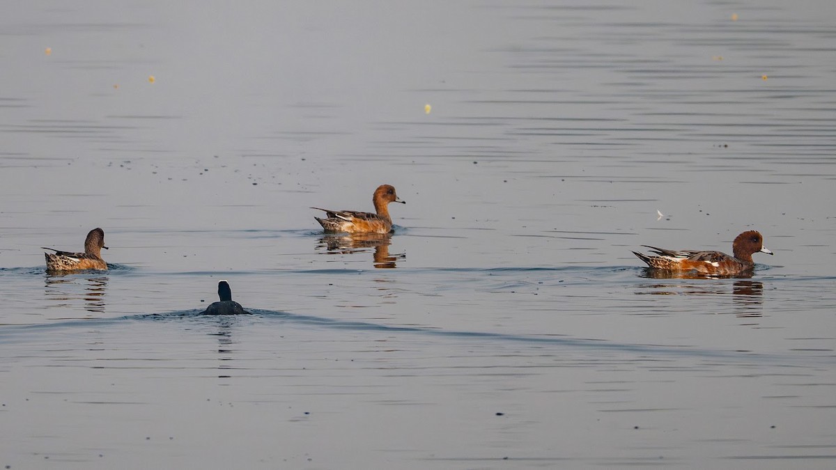 Eurasian Coot - ML646343444