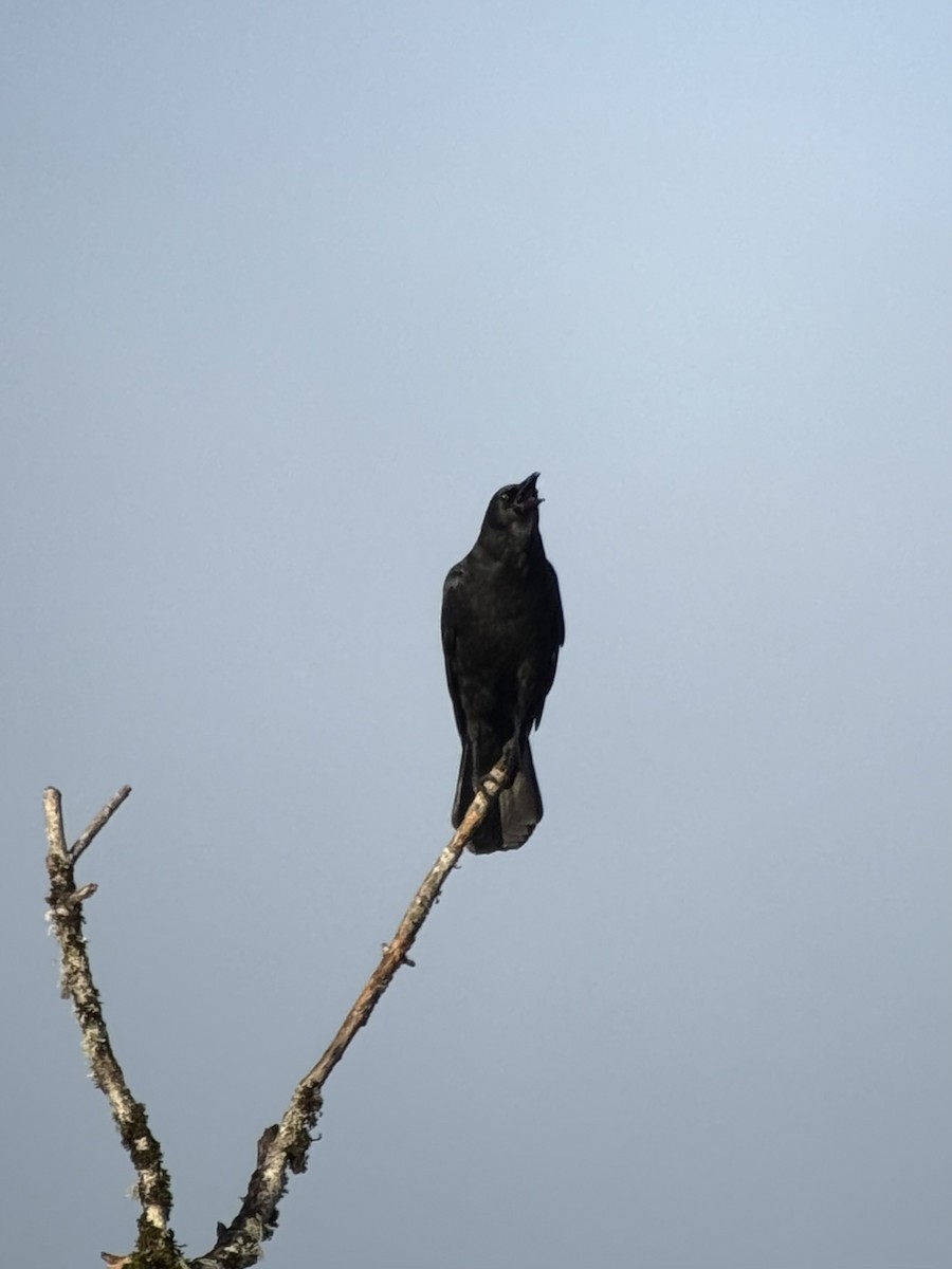 American Crow - ML646343450