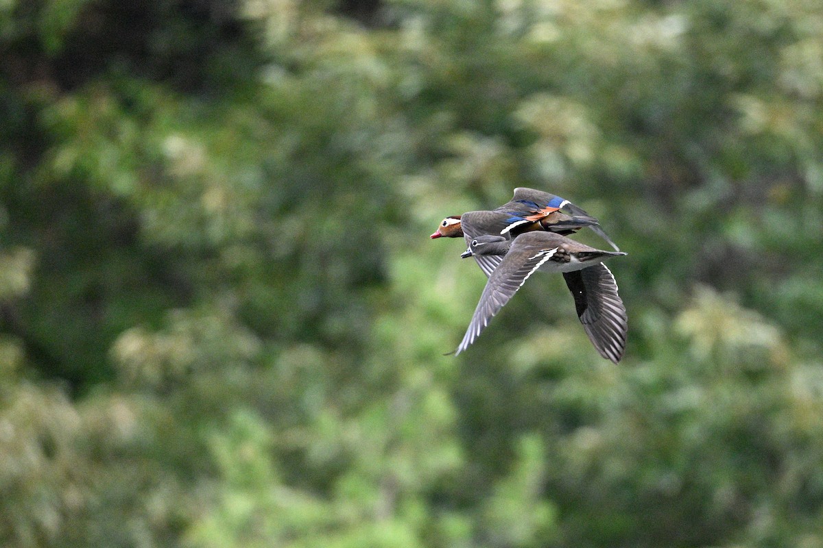 Mandarin Duck - ML646343453