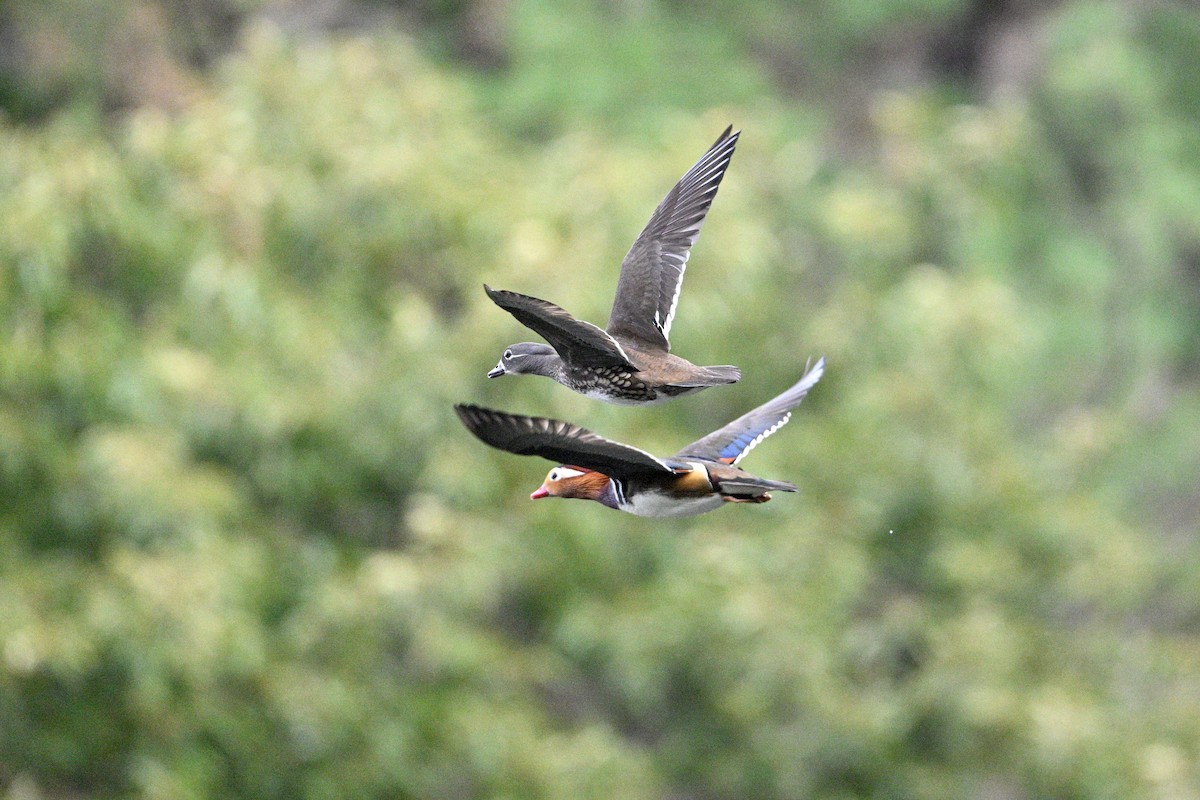 Mandarin Duck - ML646343454