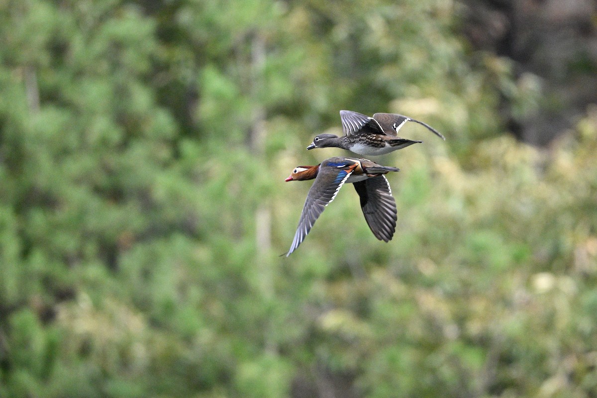 Mandarin Duck - ML646343455