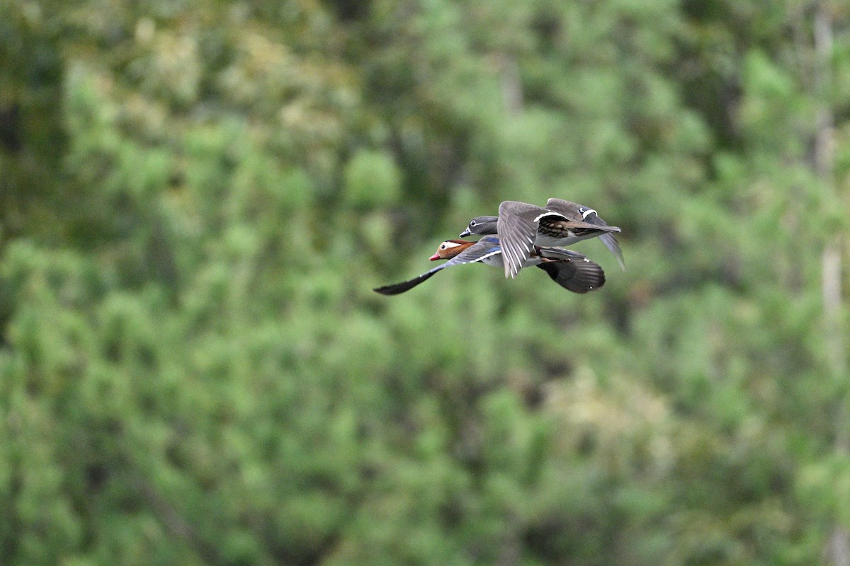 Mandarin Duck - ML646343456