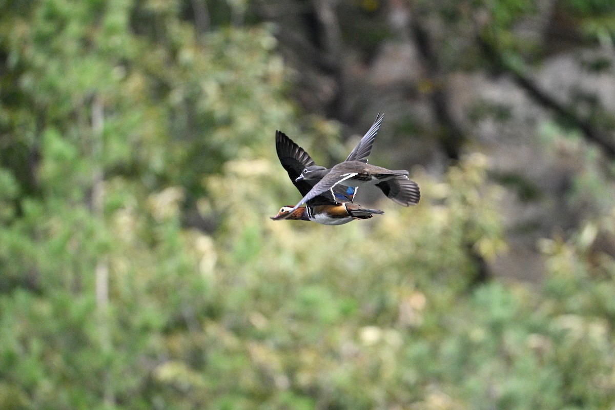 Mandarin Duck - ML646343457