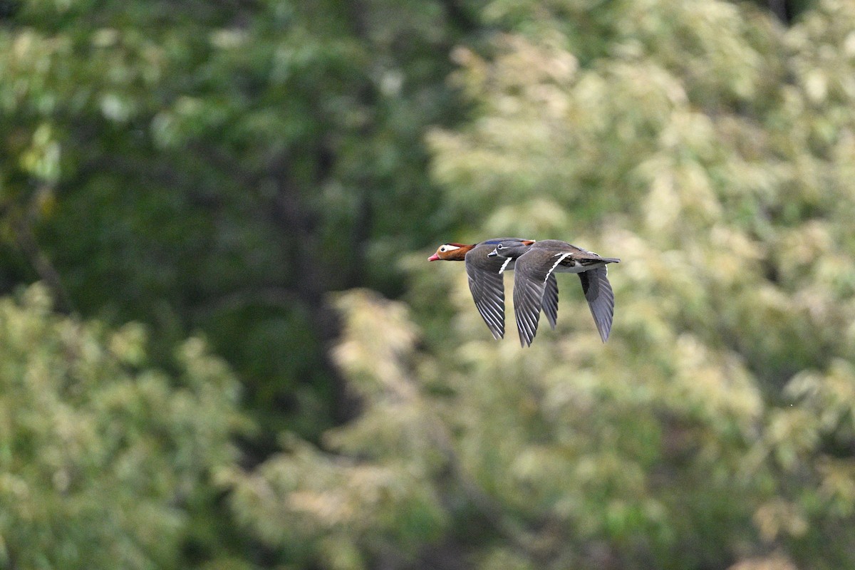 Mandarin Duck - ML646343458