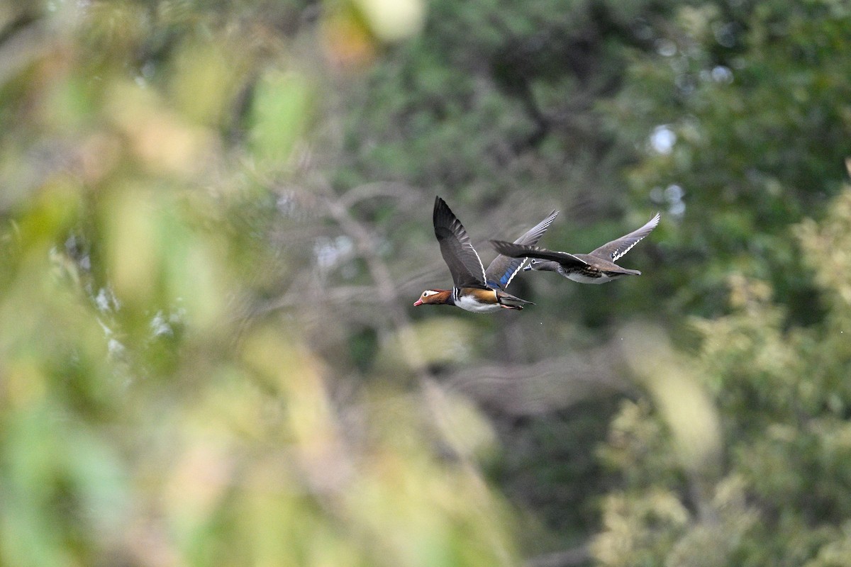 Mandarin Duck - ML646343459