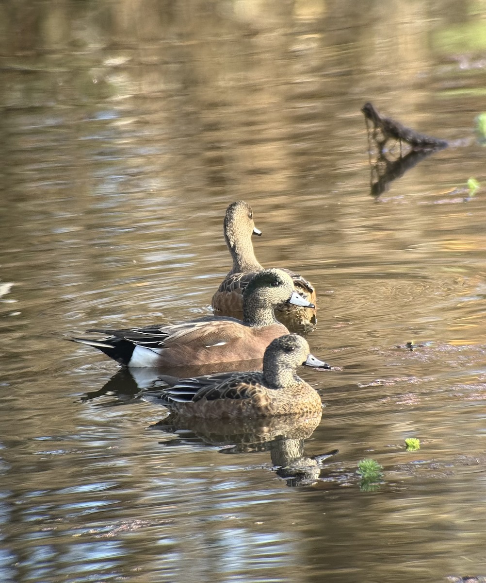 葡萄胸鴨 - ML646343460