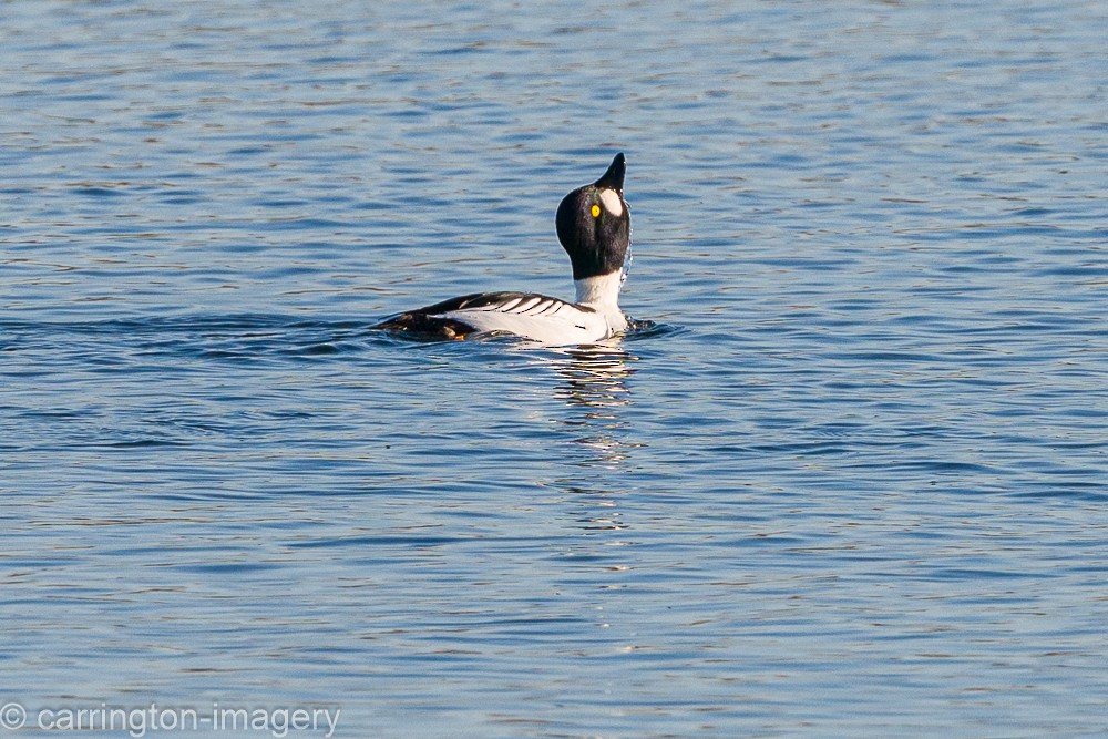 Common Goldeneye - ML646343461