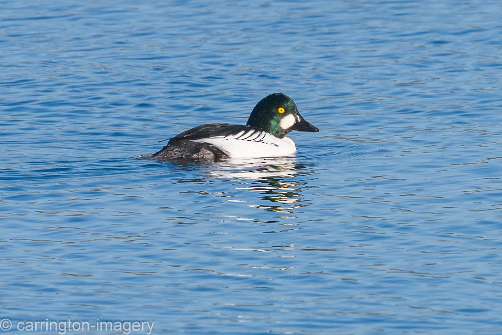 Common Goldeneye - ML646343462