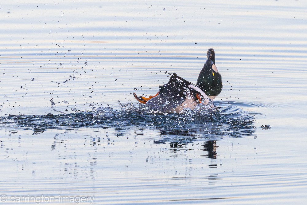 Common Goldeneye - ML646343463