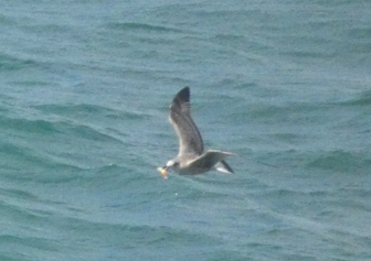 Mediterranean Gull - ML646343464