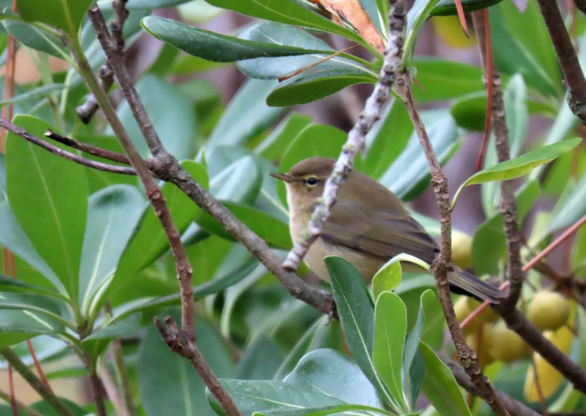 Common Chiffchaff - ML646343465