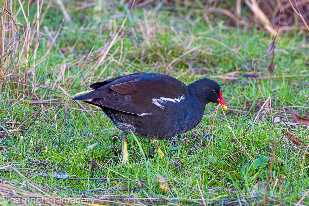 Eurasian Moorhen - ML646343466