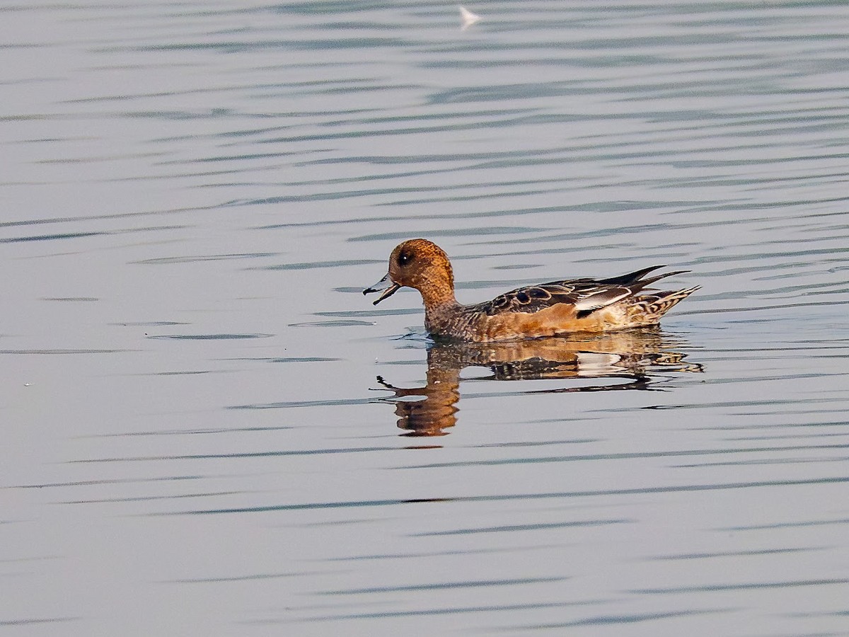 Eurasian Wigeon - ML646343467