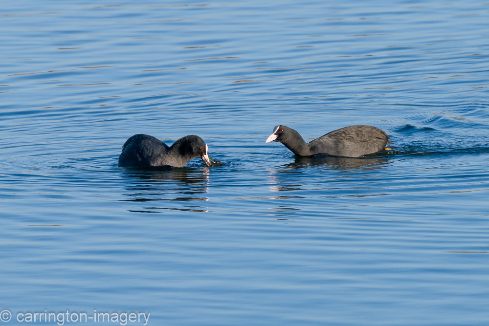 Eurasian Coot - ML646343468