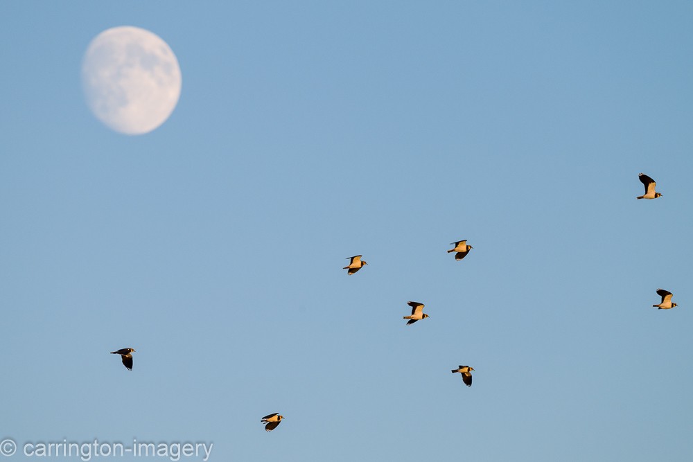 Northern Lapwing - ML646343469