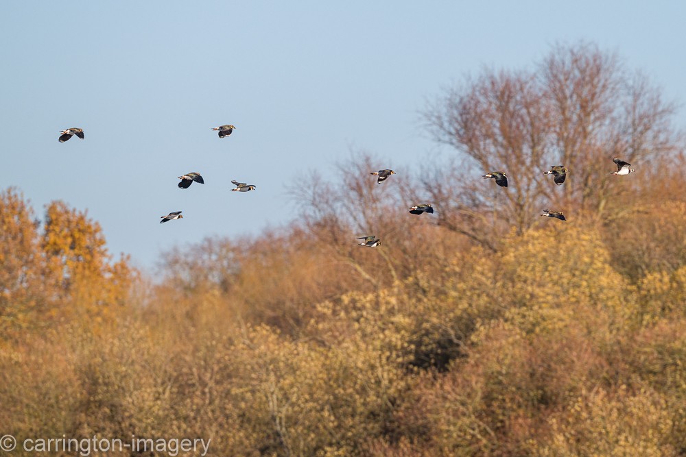 Northern Lapwing - ML646343470