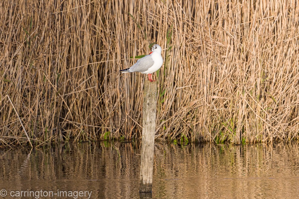 Black-headed Gull - ML646343471