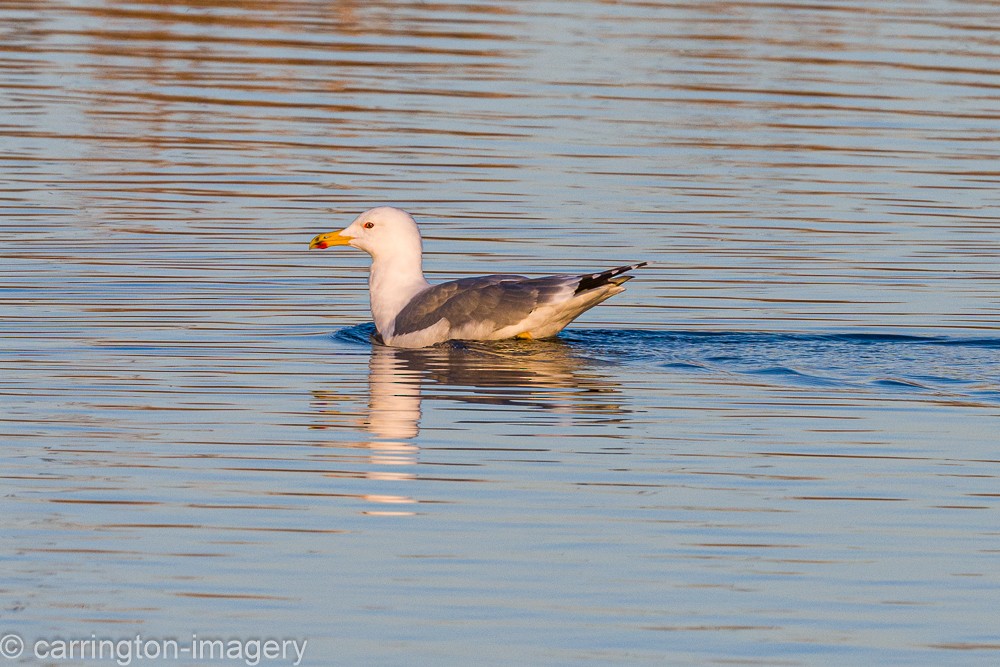 小黑背鷗 - ML646343472