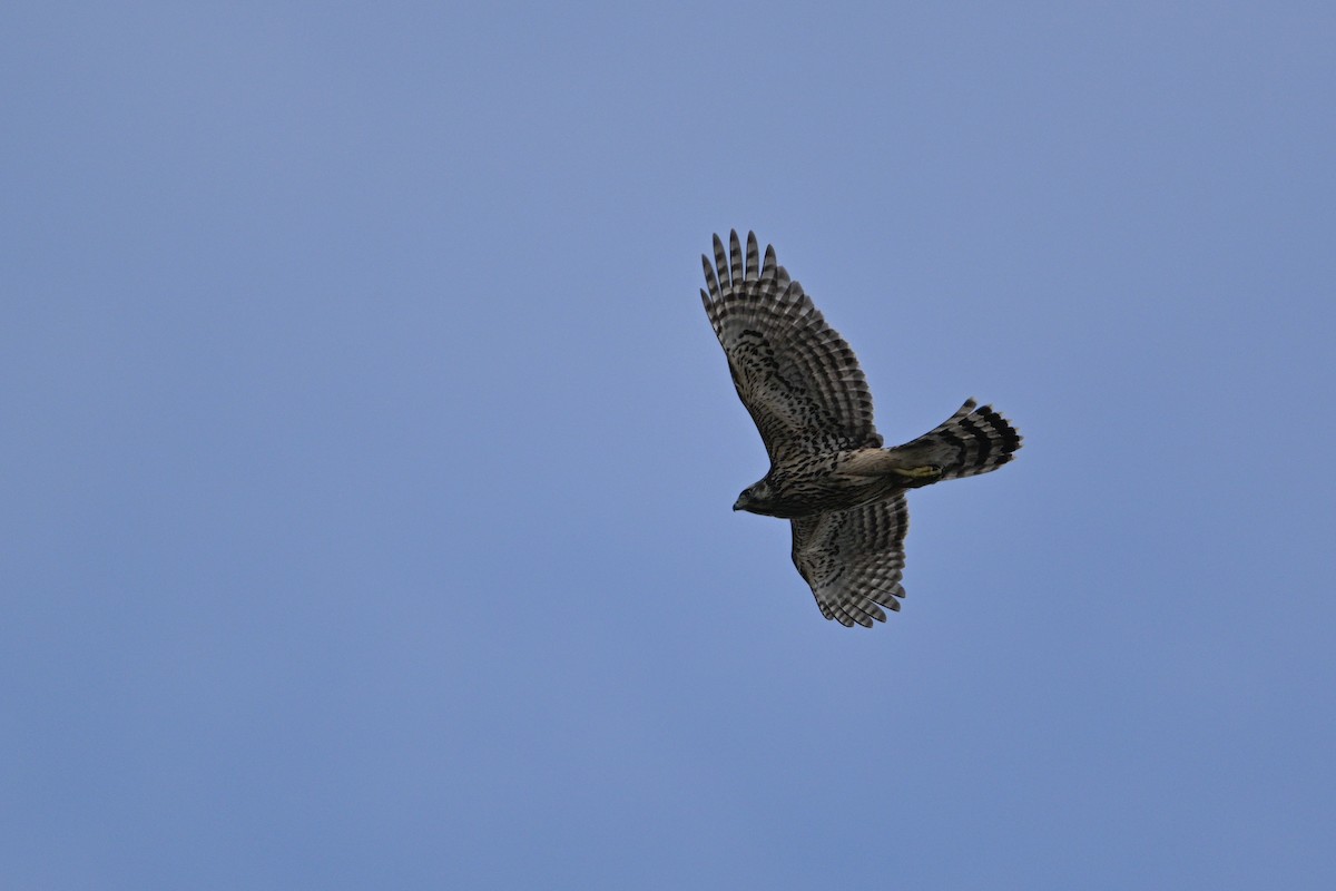 Яструб великий - ML646343477