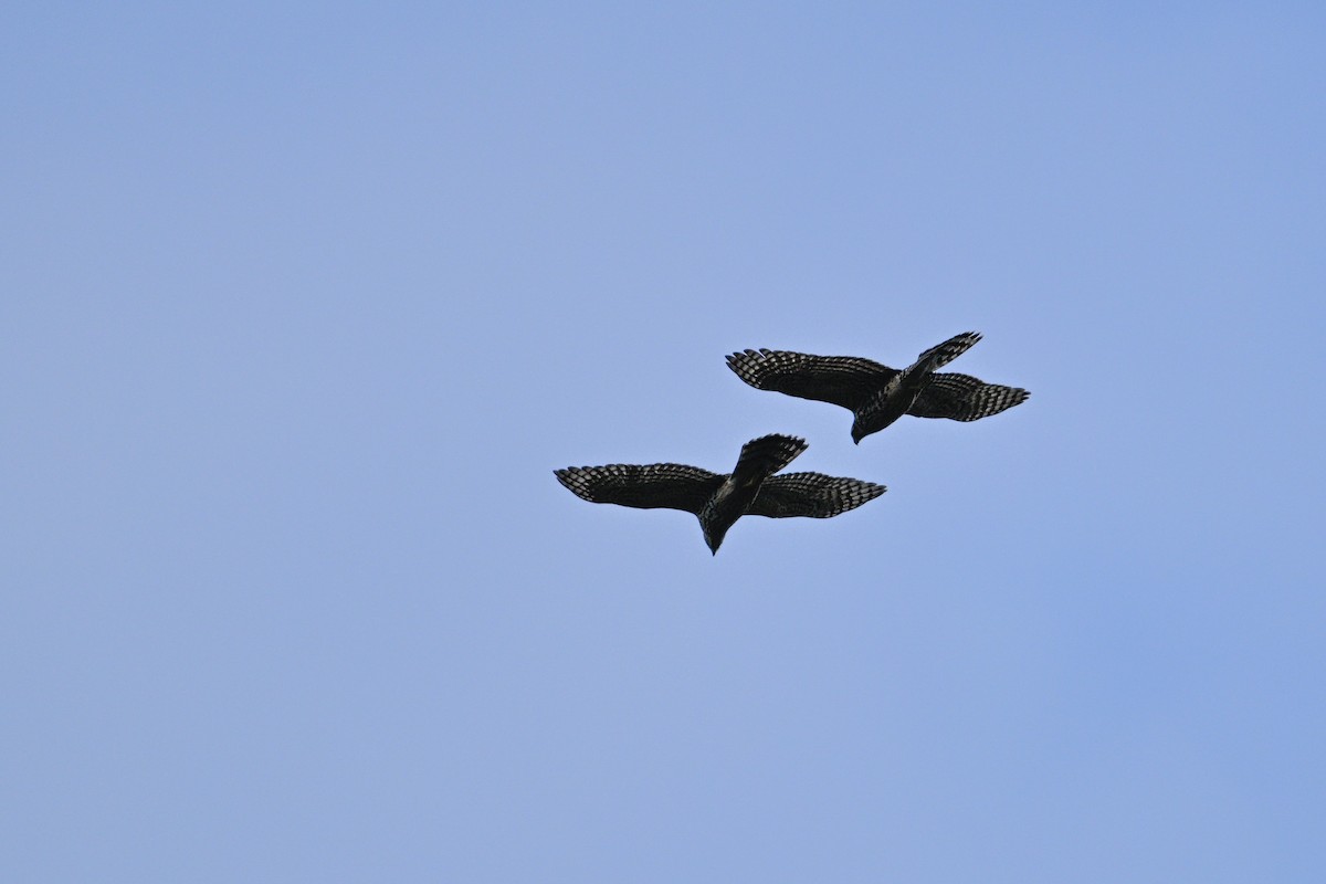 Яструб великий - ML646343478