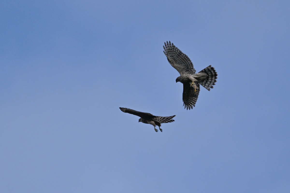 Яструб великий - ML646343479